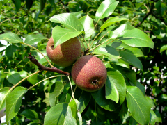 pomme 14 liste